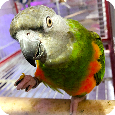 キラピピを食べてくれた鳥さん15