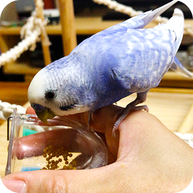 キラピピを食べてくれた鳥さん18