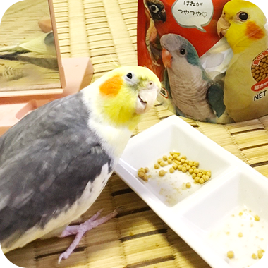 キラピピを食べてくれた鳥さん20