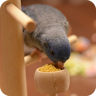 キラピピを食べてくれた鳥さん21