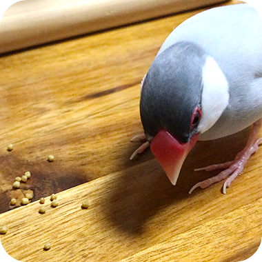 キラピピを食べてくれた鳥さん22