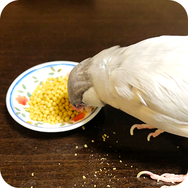 キラピピを食べてくれた鳥さん23