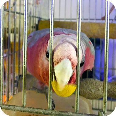 キラピピを食べてくれた鳥さん24