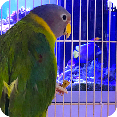 キラピピを食べてくれた鳥さん25