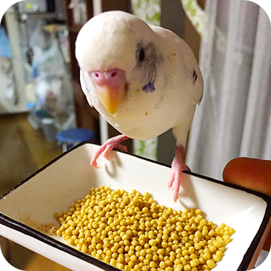 キラピピを食べてくれた鳥さん27