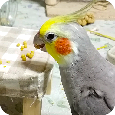 キラピピを食べてくれた鳥さん28