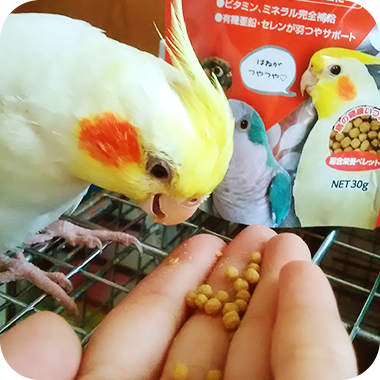 キラピピを食べてくれた鳥さん29