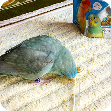 キラピピを食べてくれた鳥さん30