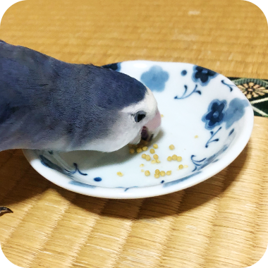 キラピピを食べてくれた鳥さん31