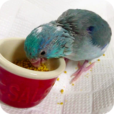 キラピピを食べてくれた鳥さん32