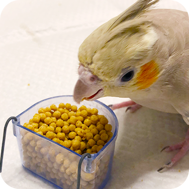 キラピピを食べてくれた鳥さん33