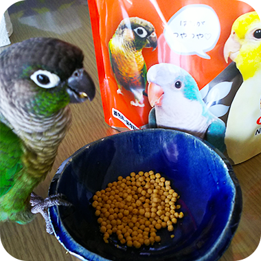 キラピピを食べてくれた鳥さん34