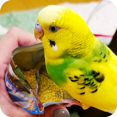 キラピピを食べてくれた鳥さん35