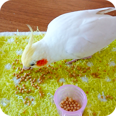 キラピピを食べてくれた鳥さん36