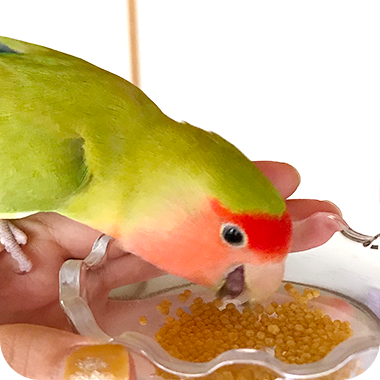 キラピピを食べてくれた鳥さん37