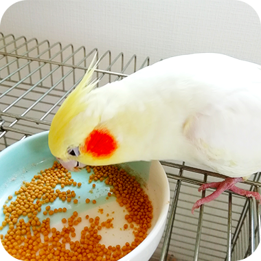 キラピピを食べてくれた鳥さん38
