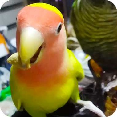 キラピピを食べてくれた鳥さん39