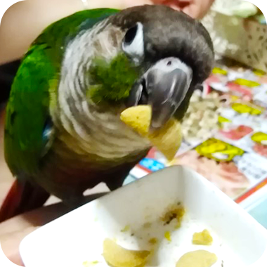 キラピピを食べてくれた鳥さん40