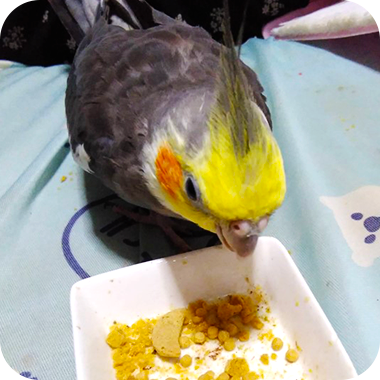 キラピピを食べてくれた鳥さん41
