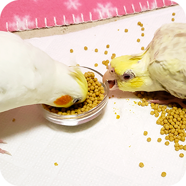 キラピピを食べてくれた鳥さん42