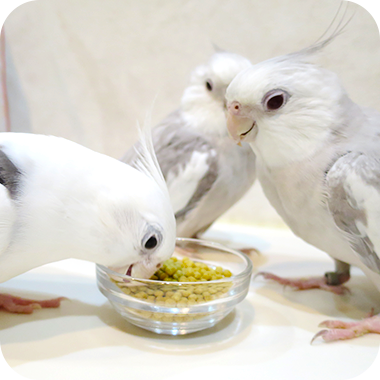 キラピピを食べてくれた鳥さん43