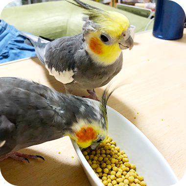 キラピピを食べてくれた鳥さん44