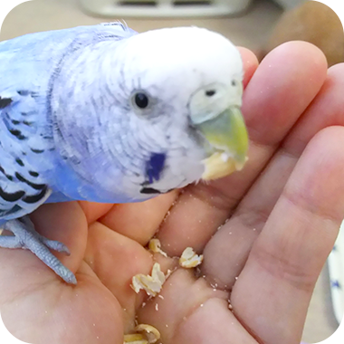 キラピピを食べてくれた鳥さん45