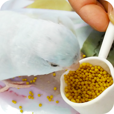 キラピピを食べてくれた鳥さん46
