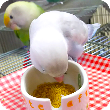 キラピピを食べてくれた鳥さん48