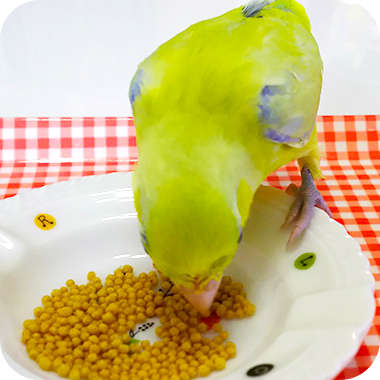 キラピピを食べてくれた鳥さん49