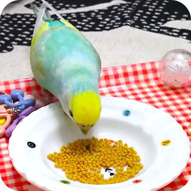 キラピピを食べてくれた鳥さん50