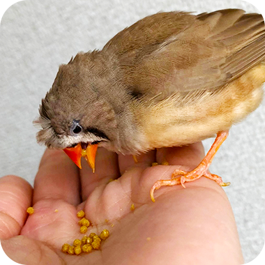 キラピピを食べてくれた鳥さん51
