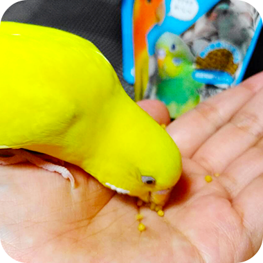 キラピピを食べてくれた鳥さん52