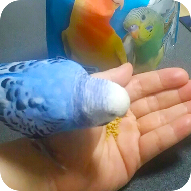 キラピピを食べてくれた鳥さん53