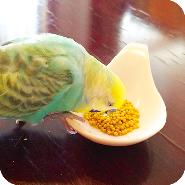 キラピピを食べてくれた鳥さん55