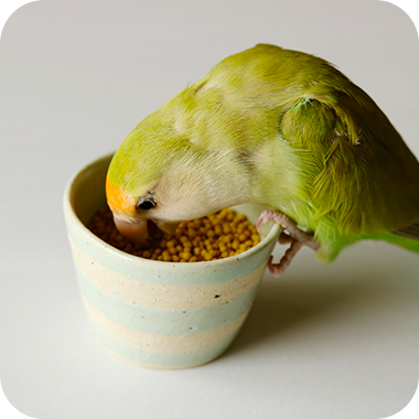 キラピピを食べてくれた鳥さん56