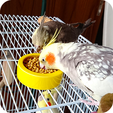 キラピピを食べてくれた鳥さん57