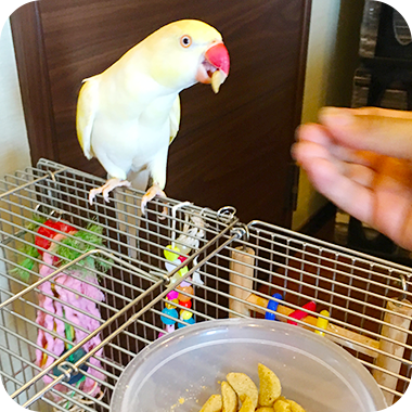 キラピピを食べてくれた鳥さん59