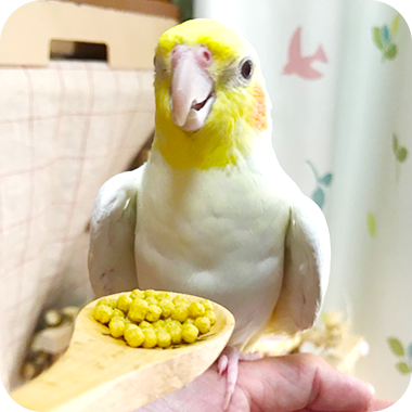 キラピピを食べてくれた鳥さん60