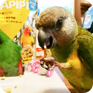 キラピピを食べてくれた鳥さん61