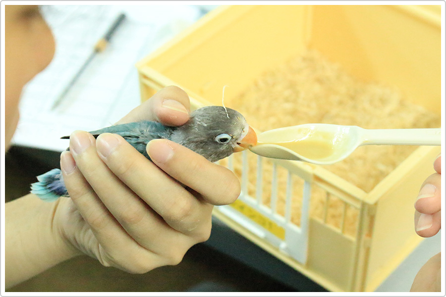 ヒナ鳥の飼育風景