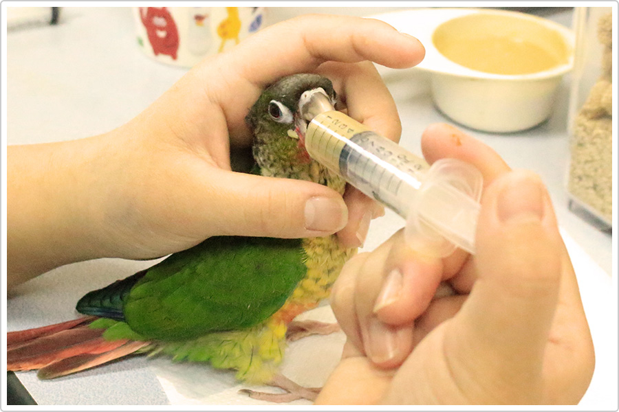 ヒナ鳥の飼育風景