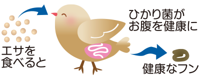 エサを食べるとひかり菌がお腹を健康に