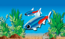 ネオン・テトラ