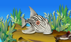 ロイヤル・プレコ