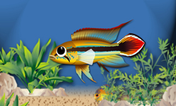 アピストグラマ・アガシジィ