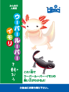 ウーパールーパー・イモリを飼おう