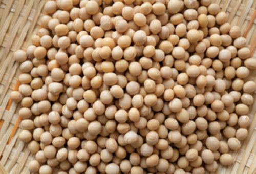 大豆