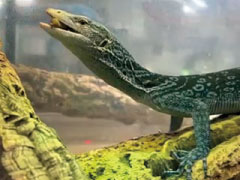 摂餌を確認した生体