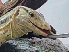 摂餌を確認した生体